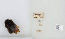 Image of Bombus rufipes Lepeletier 1836