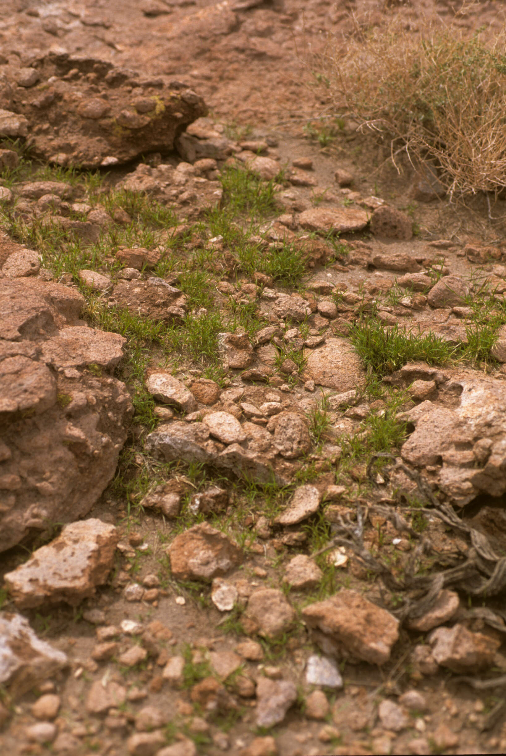 Aristida adscensionis L. resmi