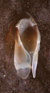 Image of arrow-finned squid