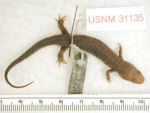 Image of Carolina mountain dusky salamander