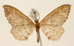 Image of Psaliodes repertita Dognin 1913