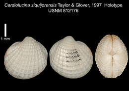 Image of Cardiolucina siquijorensis J. D. Taylor & Glover 1997