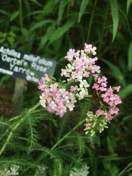 Image of yarrow, milfoil