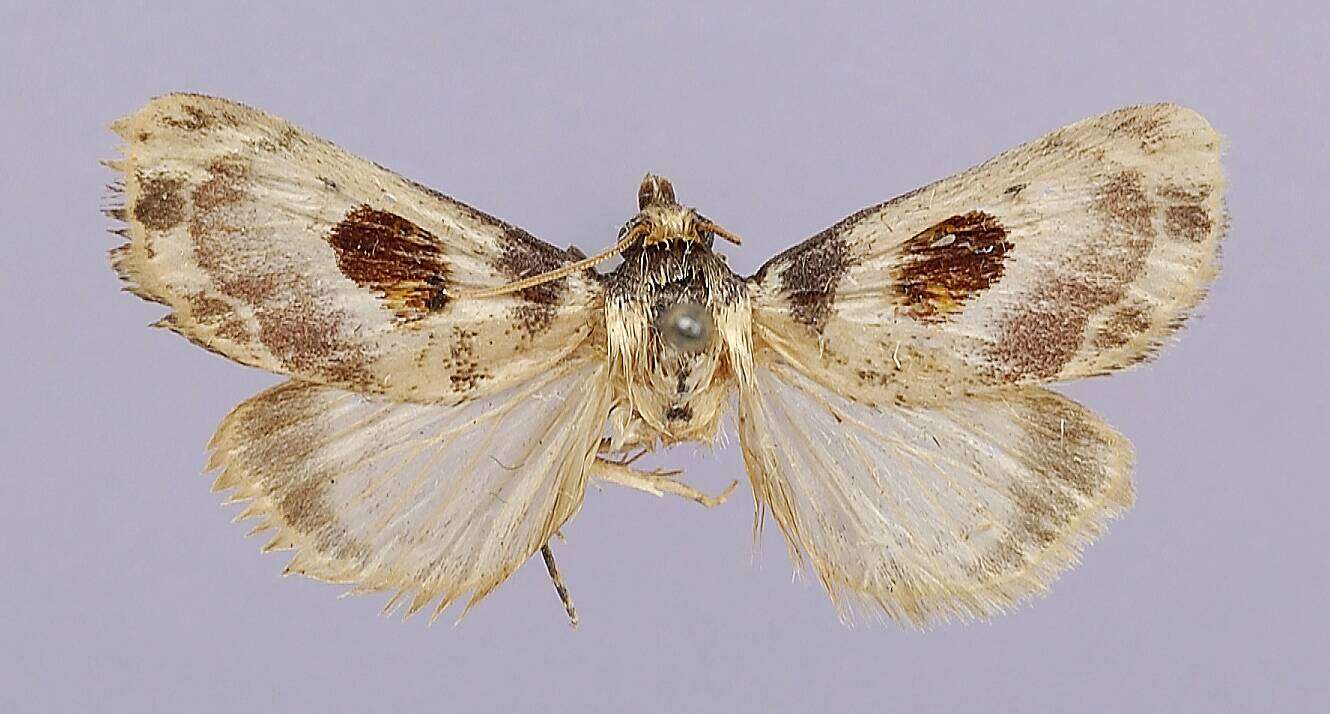 Image of Thyridopyralis gallaerandialis Dyar 1901
