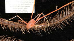 Image of Four-stick Black Coral