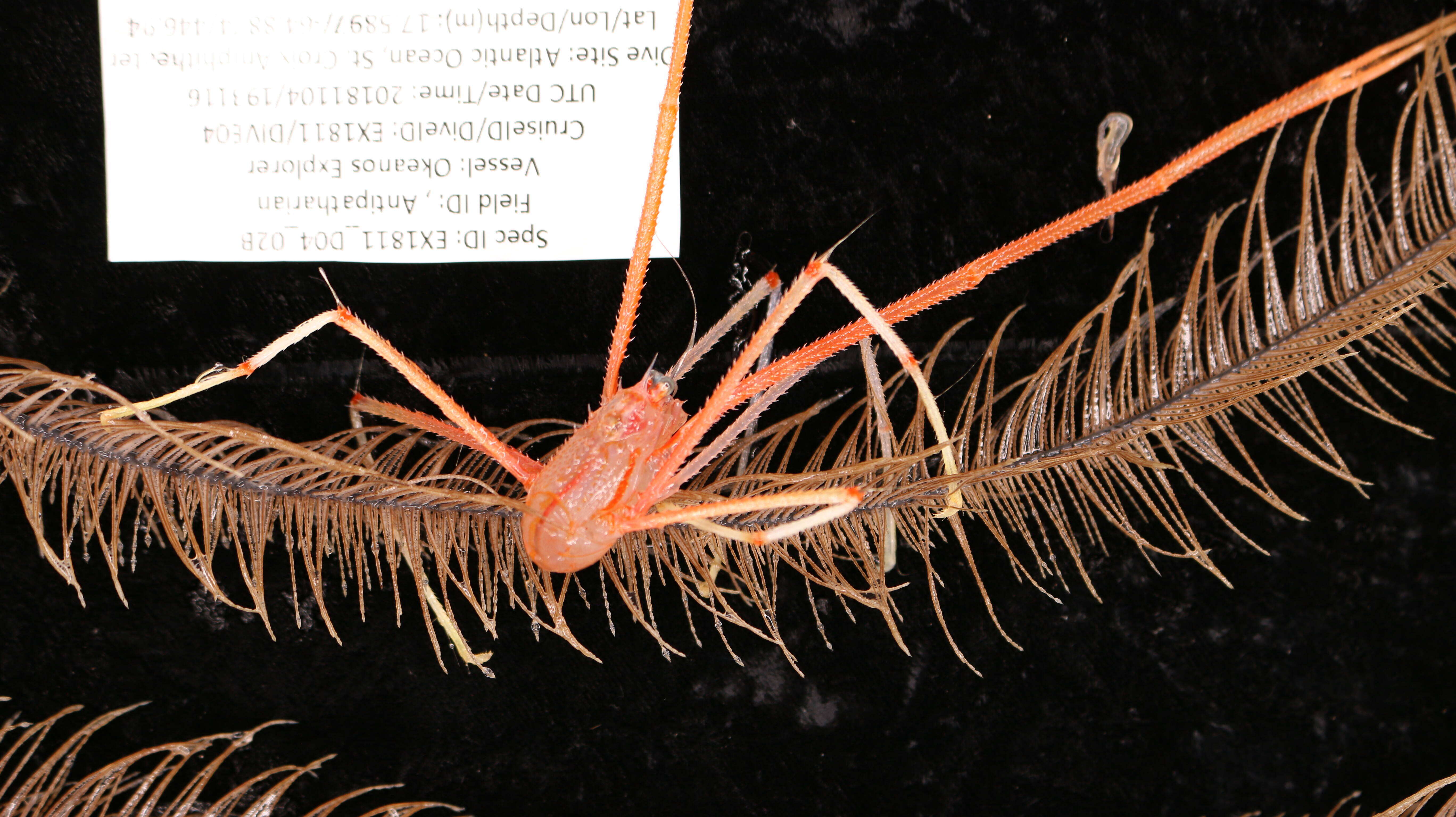 Image of Four-stick Black Coral