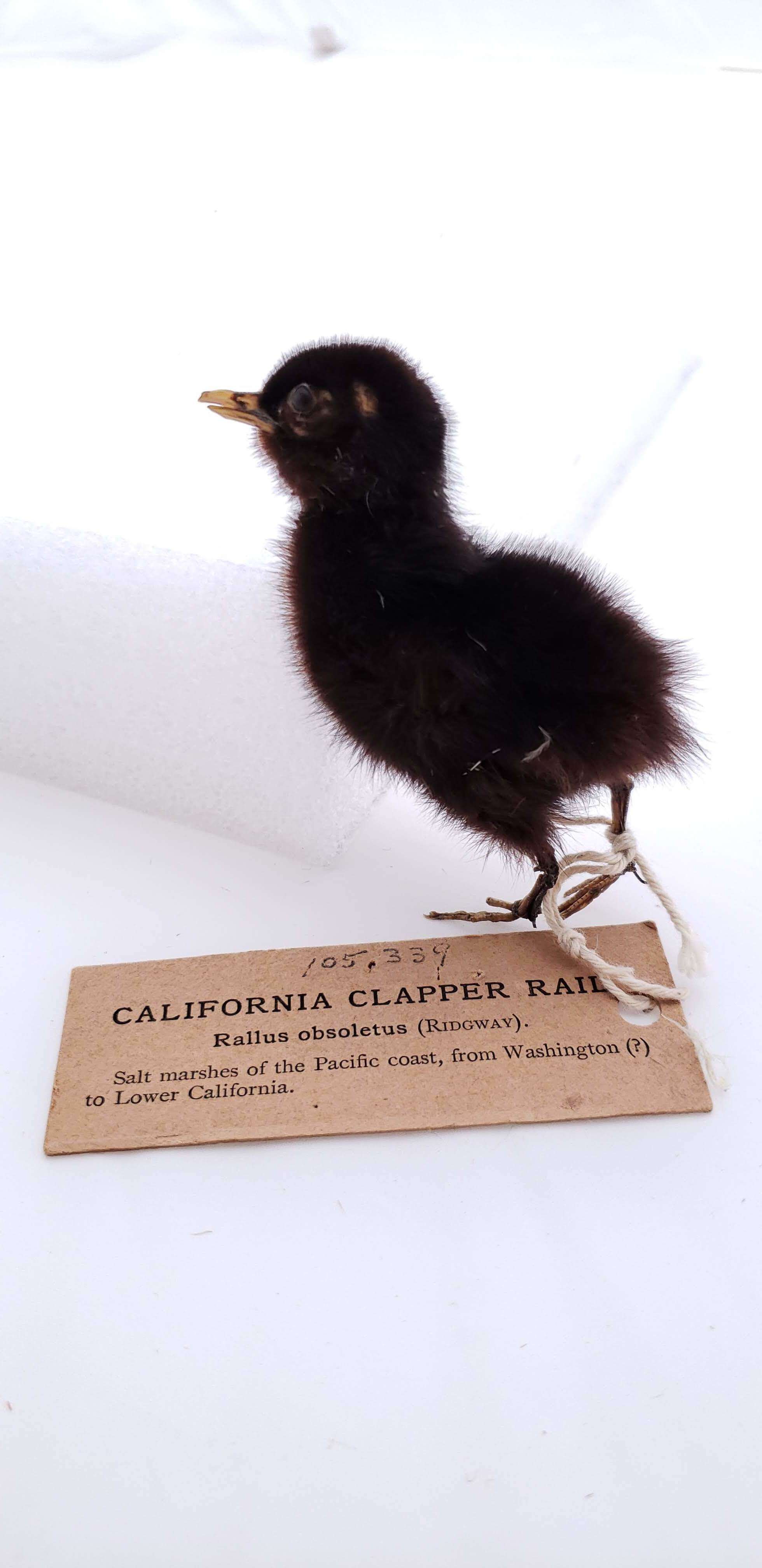 Image of Mangrove Rail