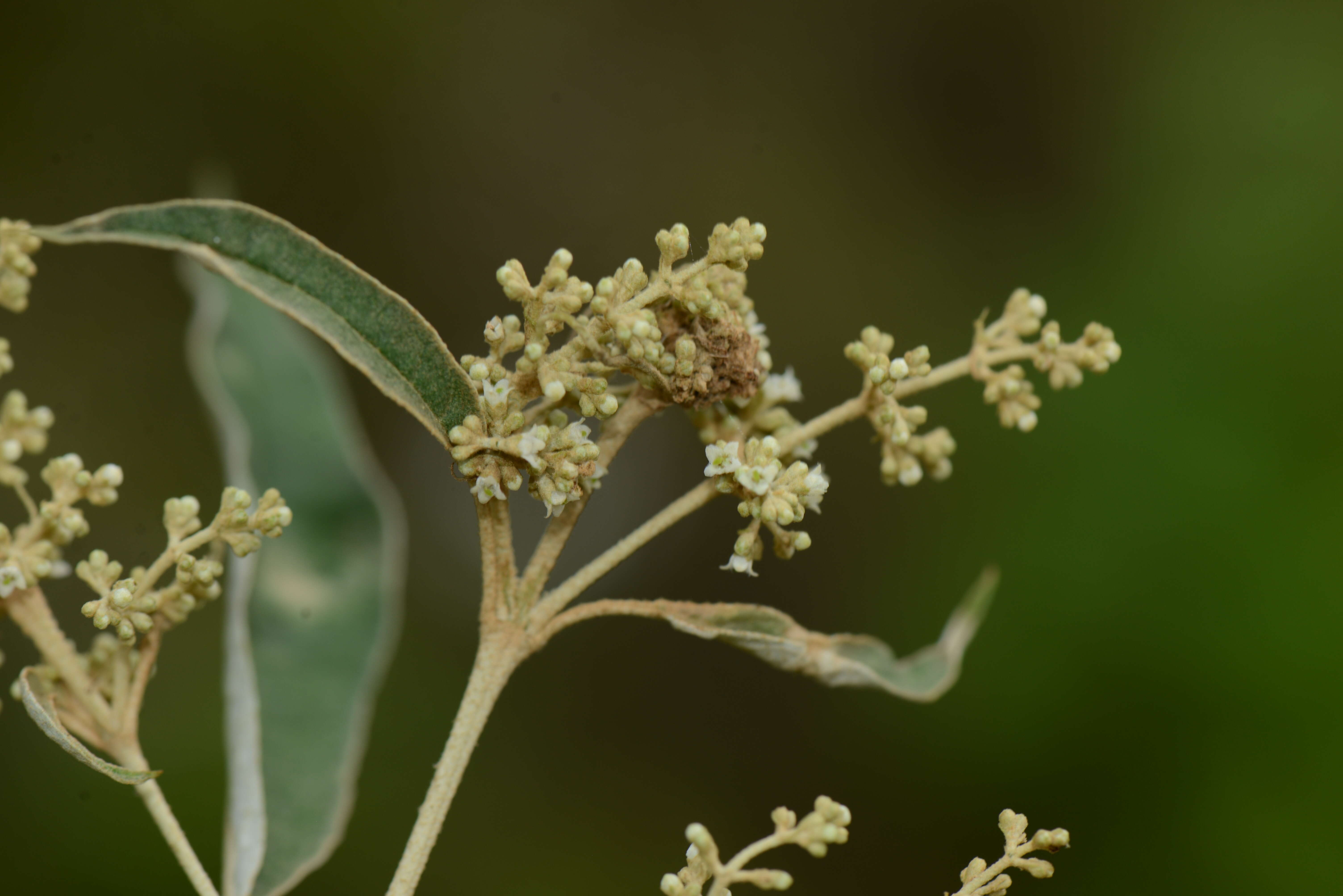 Image of Buddleja parviflora Kunth