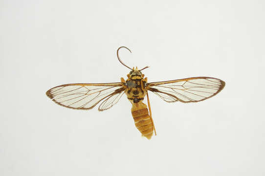 Image of Sphecosoma abdominalis Schaus 1905