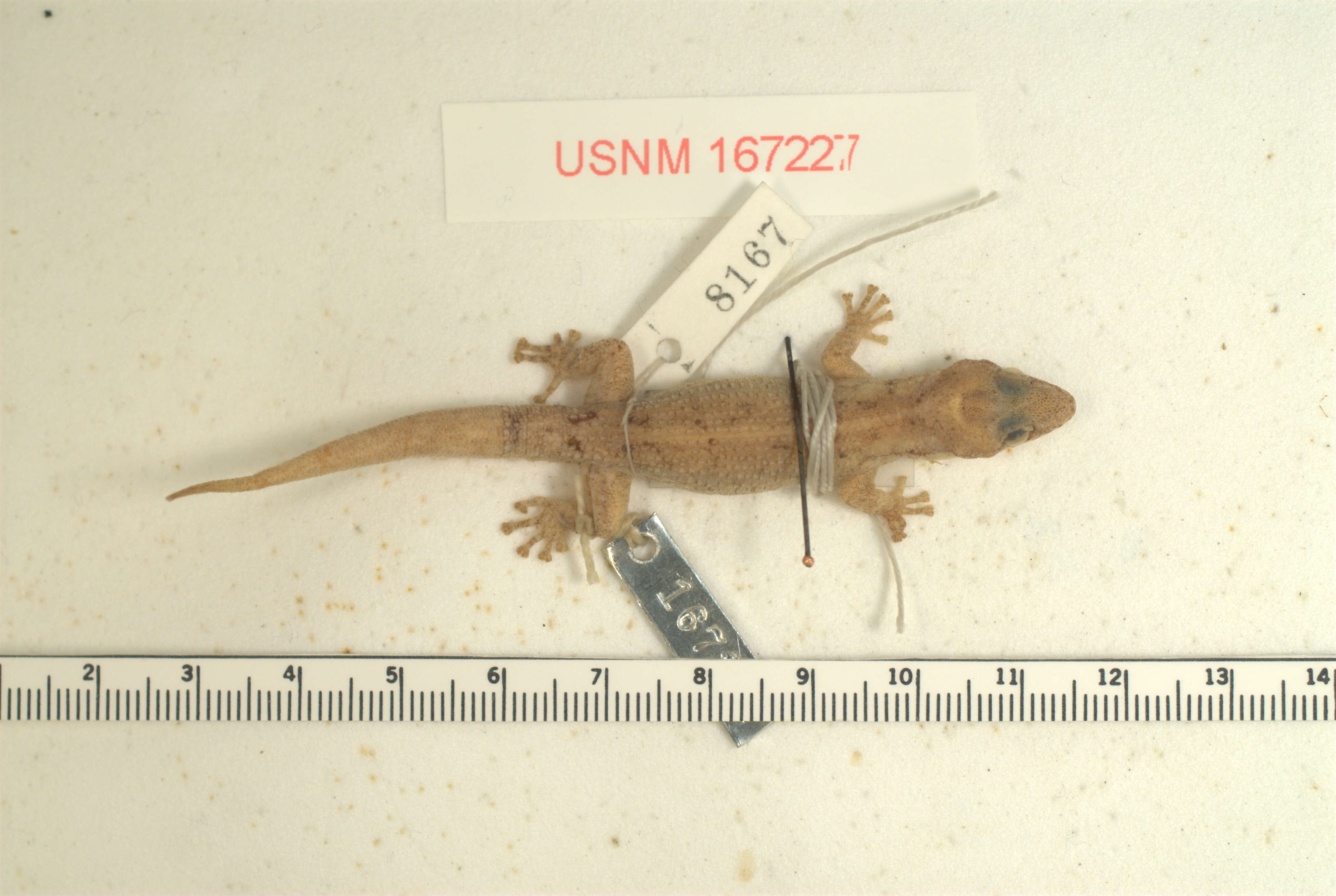 Image of Phyllodactylus pumilus Dixon & Huey 1970