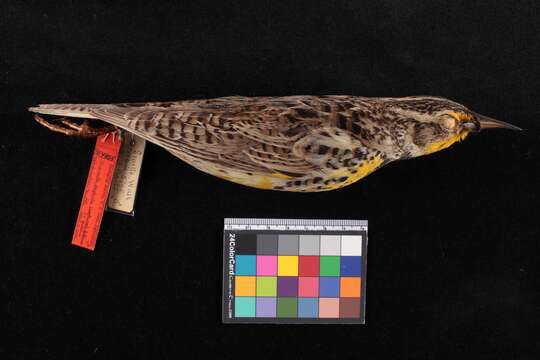 Image of Western Meadowlark