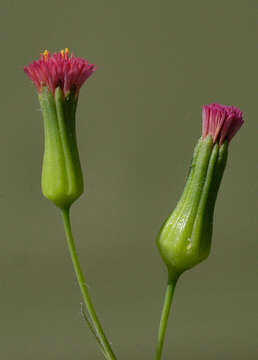 Image of Florida tasselflower