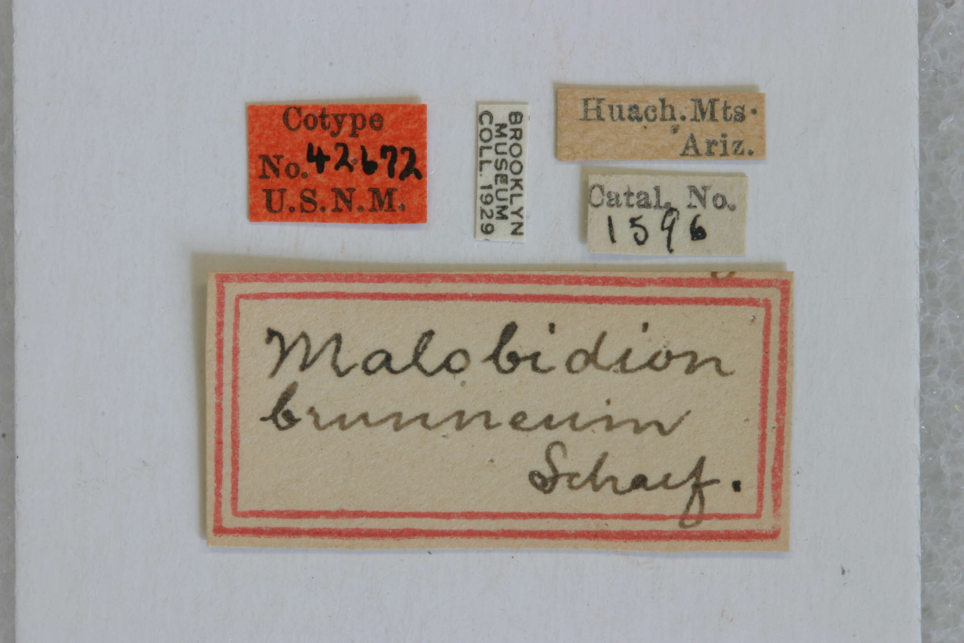 Image of Malobidion brunneum Schaeffer 1908