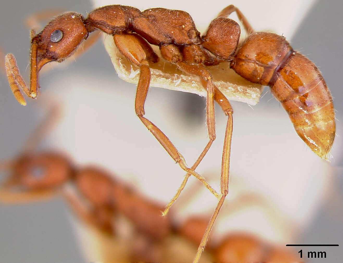 Leptogenys peninsularis Mann 1926 resmi