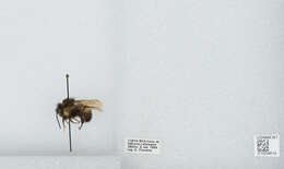 Bombus ephippiatus Say 1837 resmi