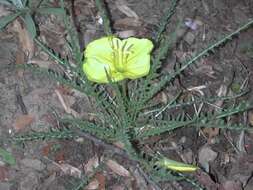 Imagem de Oenothera acutissima W. L. Wagner