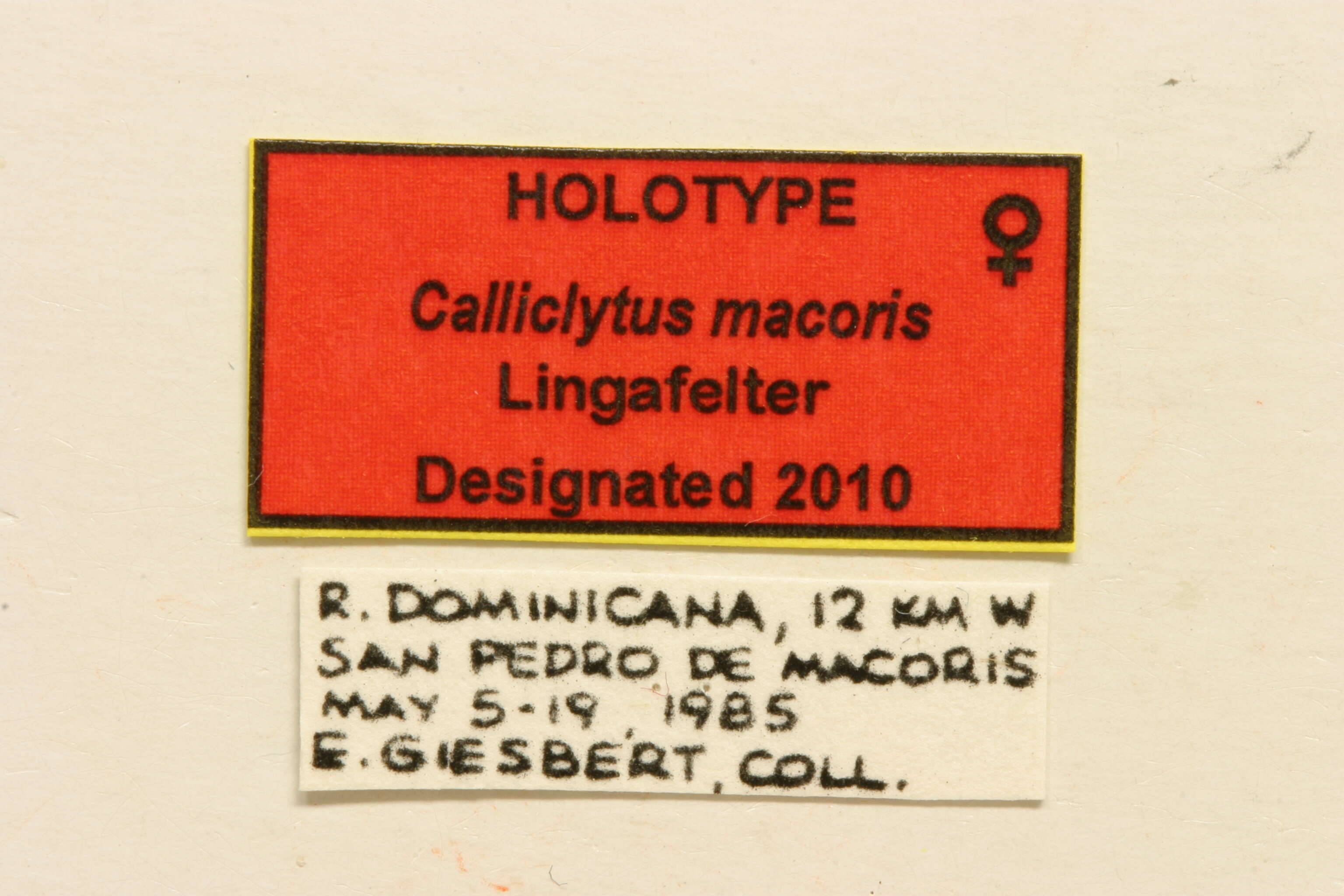 Image of Calliclytus