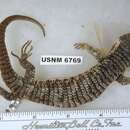 Image of Cope's Arboreal Alligator Lizard