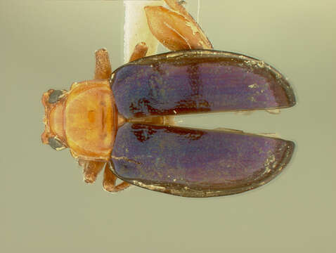 Image of Diphaulaca Chevrolat 1836