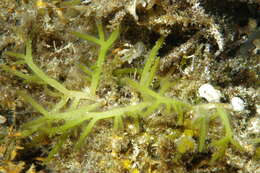Image of Hydropuntia edulis