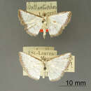 صورة Ballantiophora glandifera Dognin 1908