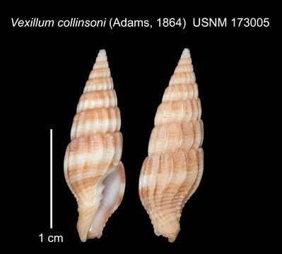 Image of Vexillum collinsoni (A. Adams 1864)