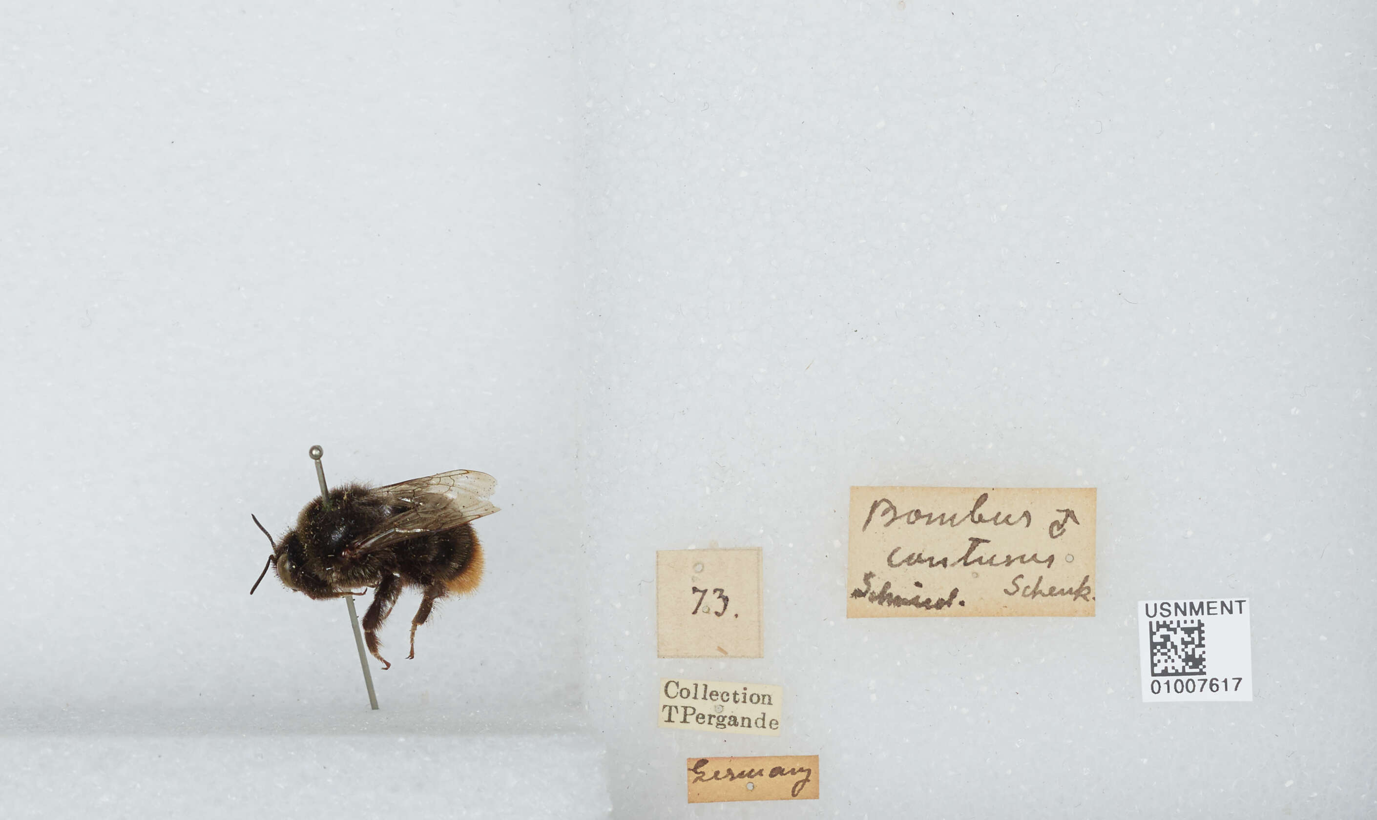 Слика од Bombus confusus Schenck 1861