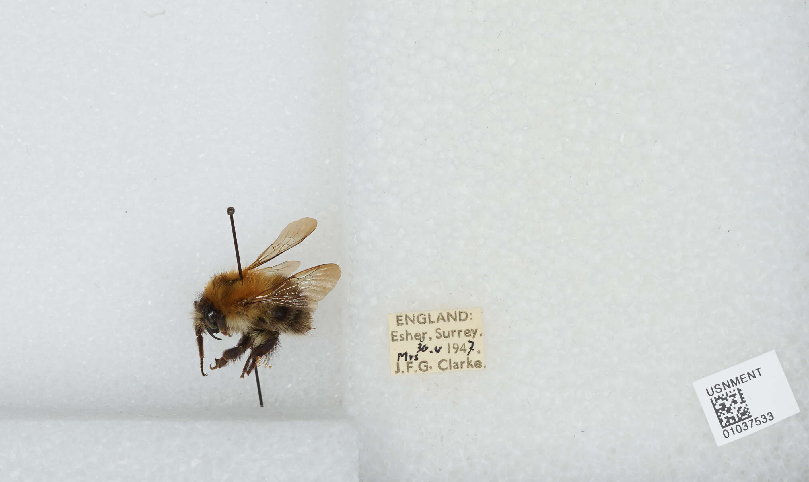 Image of Common carder bumblebee