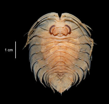 Image of Ceratoserolis Cals 1977