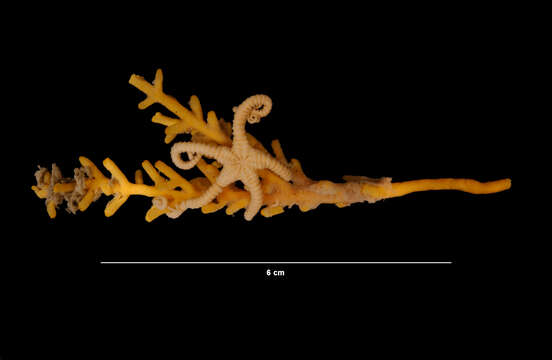 Слика од Asteroporpa subgen. Asteroporpa Örsted & Lütken ex Lütken 1856