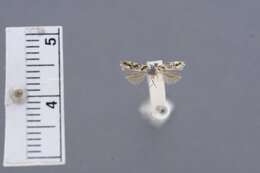 Image of Gelechiid moth