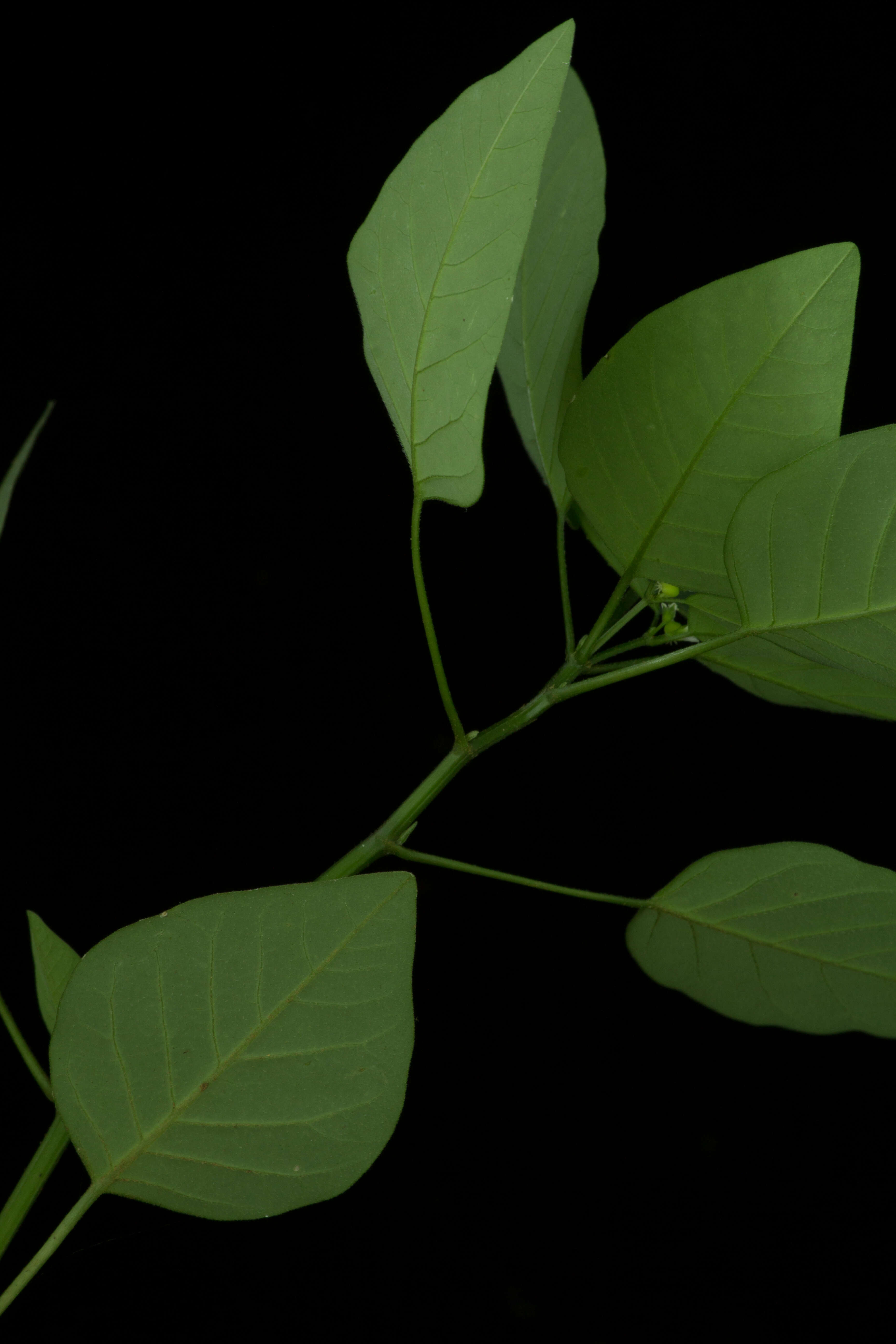 Image of grassleaf spurge