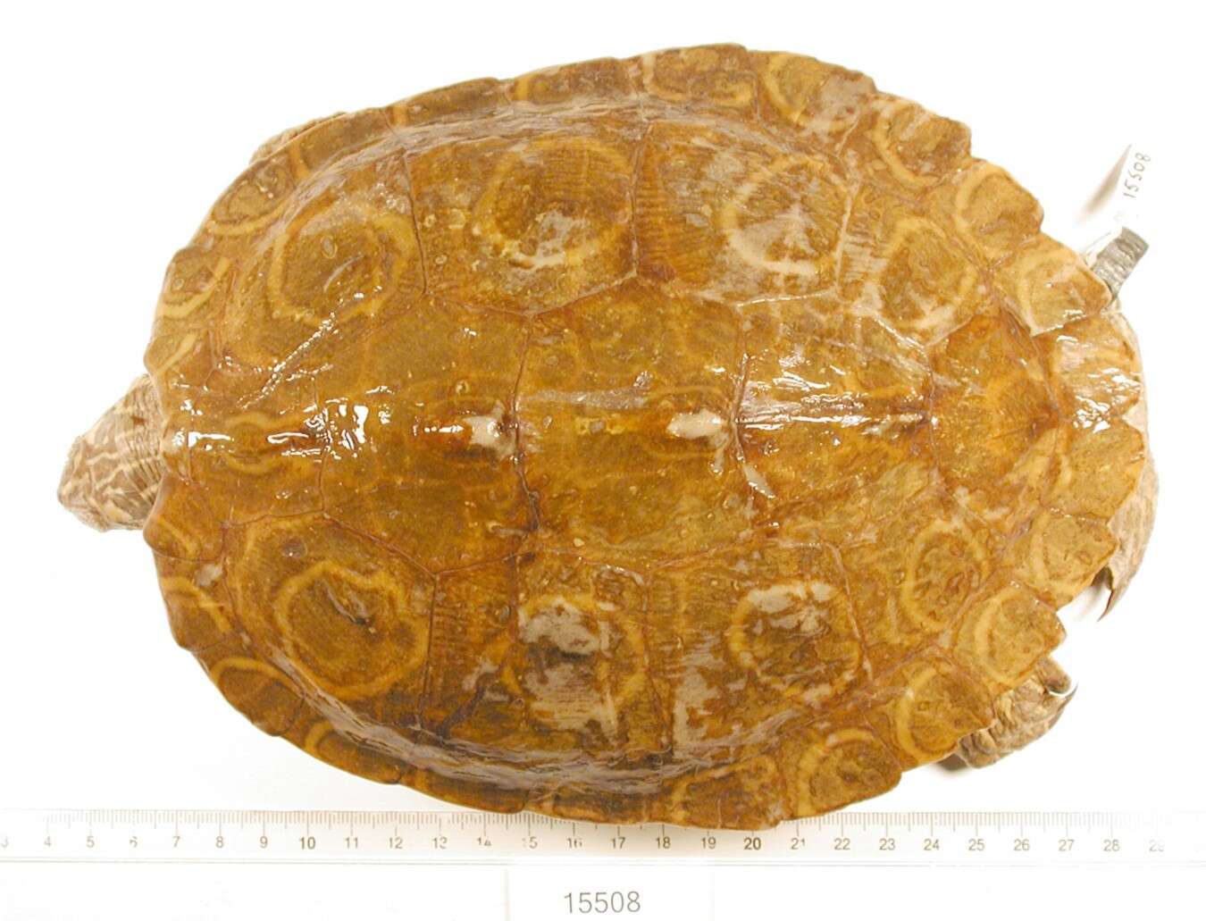 Image of Ringed Map Turtle