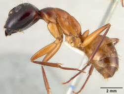 Imagem de Camponotus acutirostris Wheeler 1910