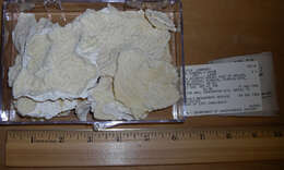 Image of Lamarck´s sheet coral