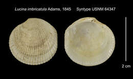 Sivun Ctena imbricatula (C. B. Adams 1845) kuva