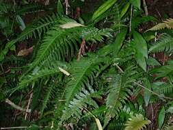 Blechnum appendiculatum Willd. resmi