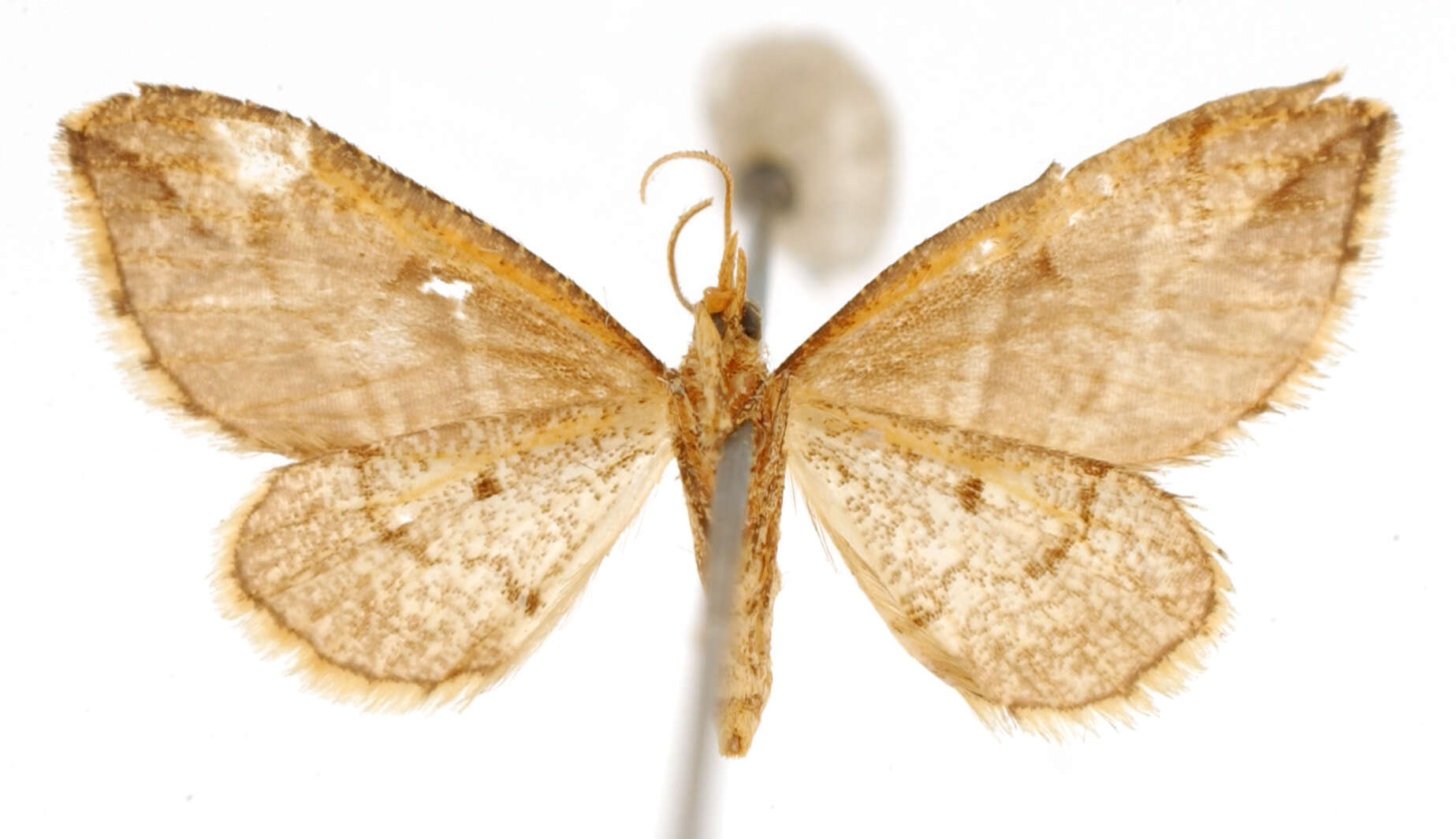 Image of Psaliodes claudiaria Schaus 1912