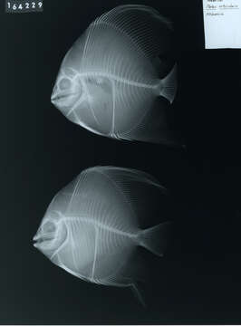 Image of Orbicular batfish