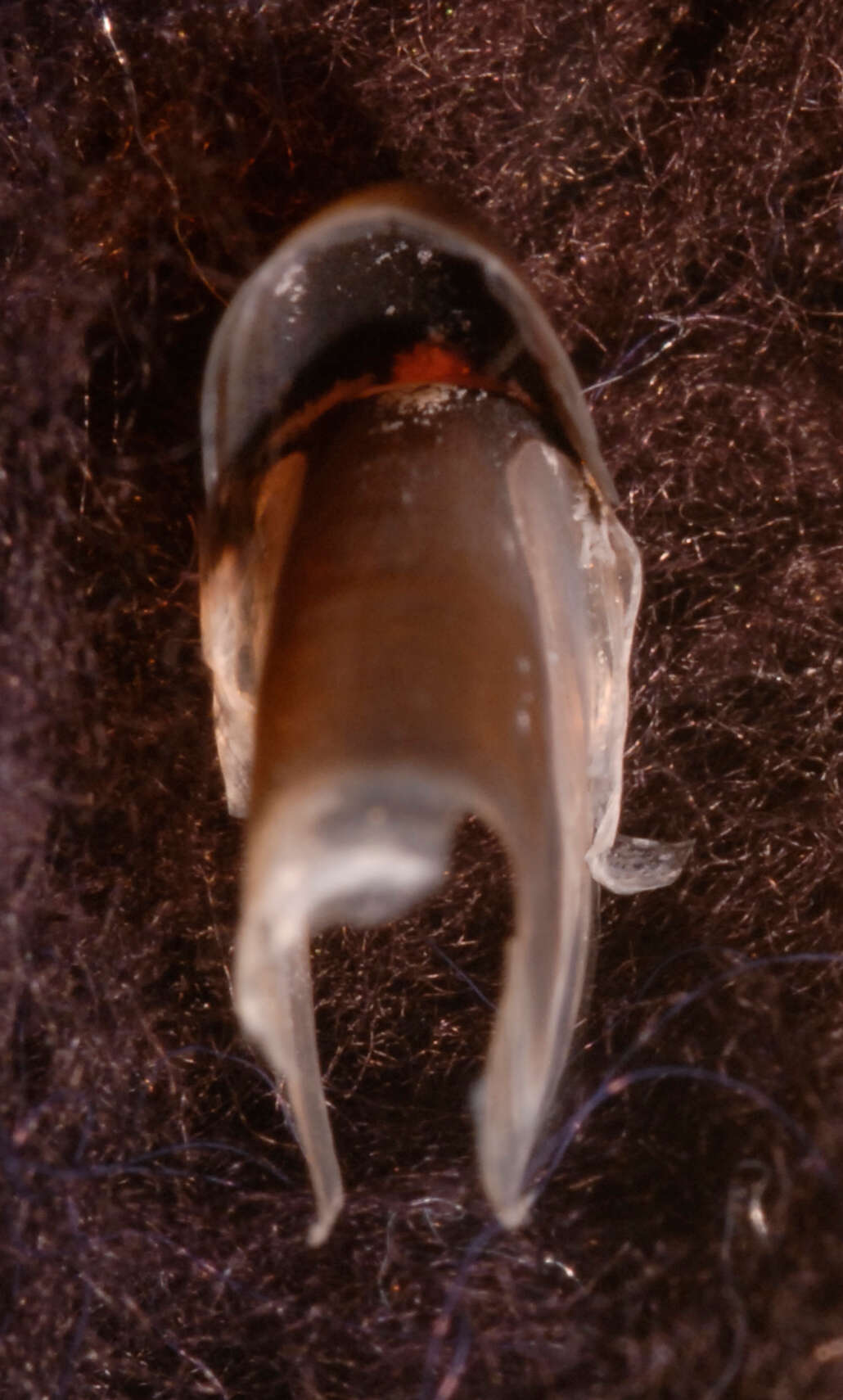 Image of Discoteuthis discus Young & Roper 1969