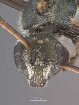 Image of Halictus