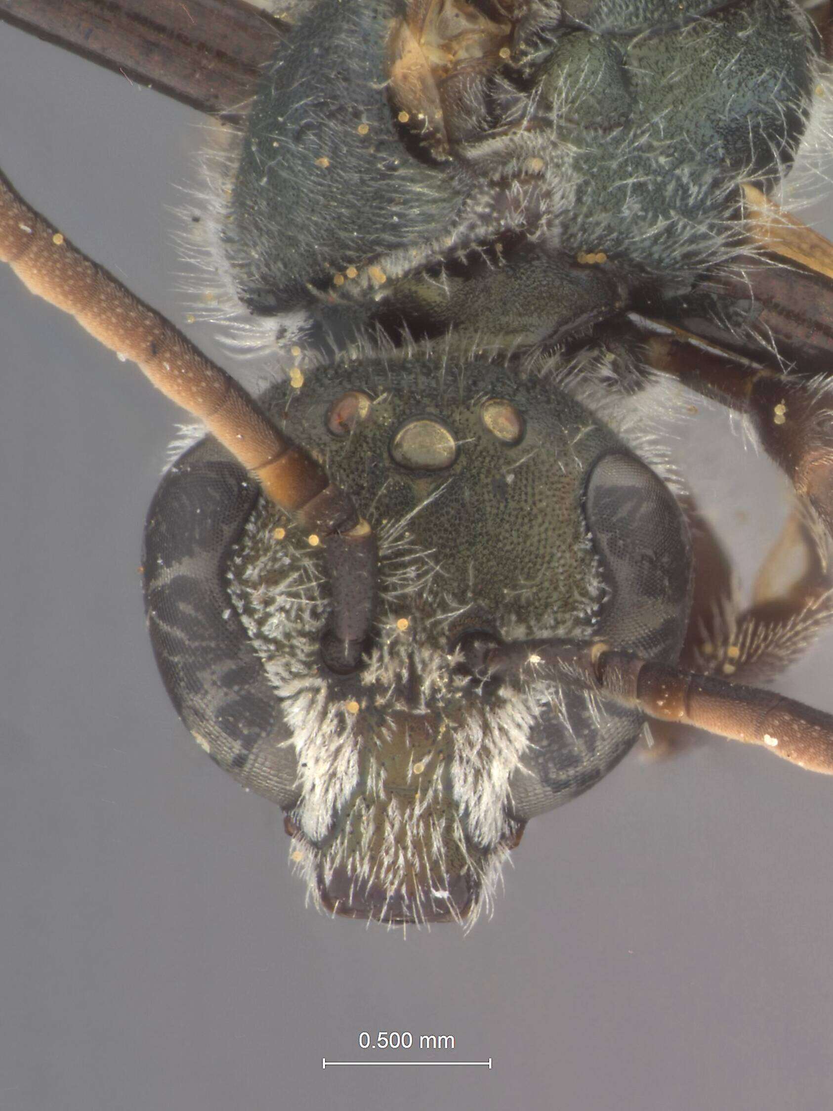 Image of Halictus