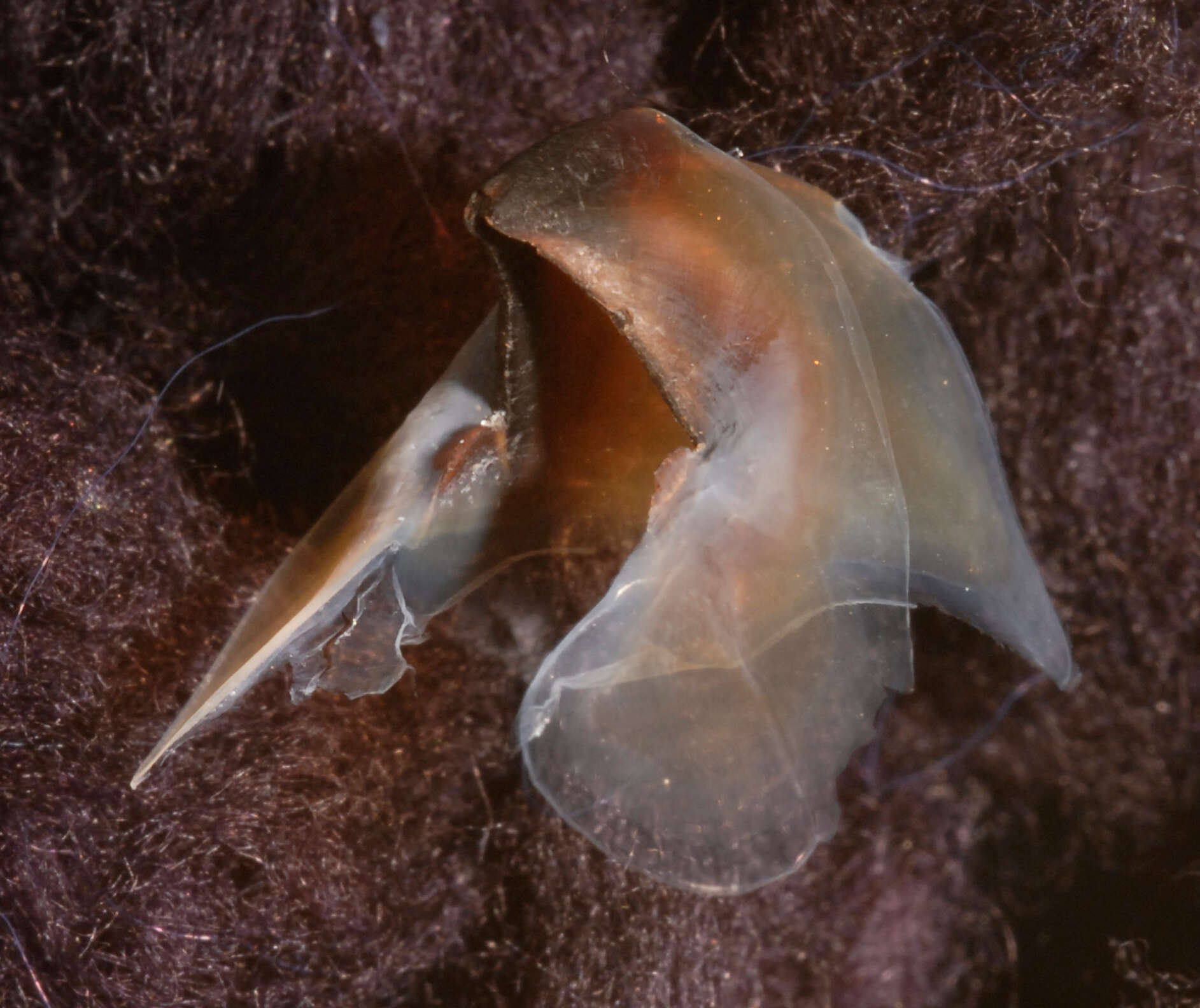 Image of arrow-finned squid