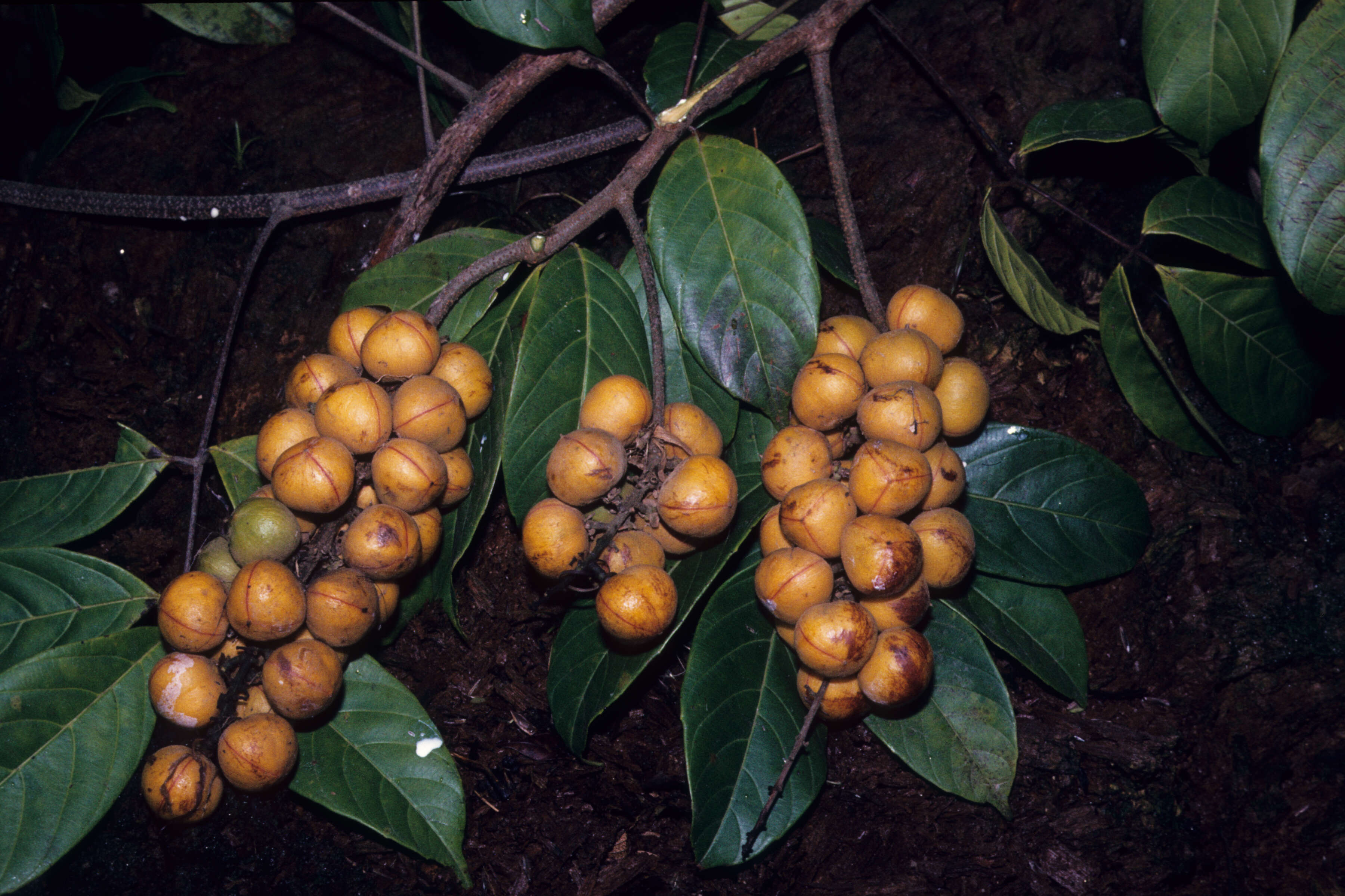 Image de Paullinia capreolata (Aubl.) Radlk.