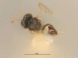 Image of Metastenus townsendi (Ashmead 1904)