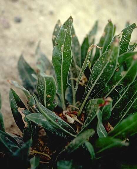 Imagem de Oenothera howardii (A. Nels.) W. L. Wagner