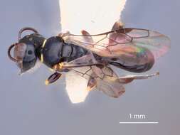 Image of Crossocerus kamateensis Tsuneki 1971