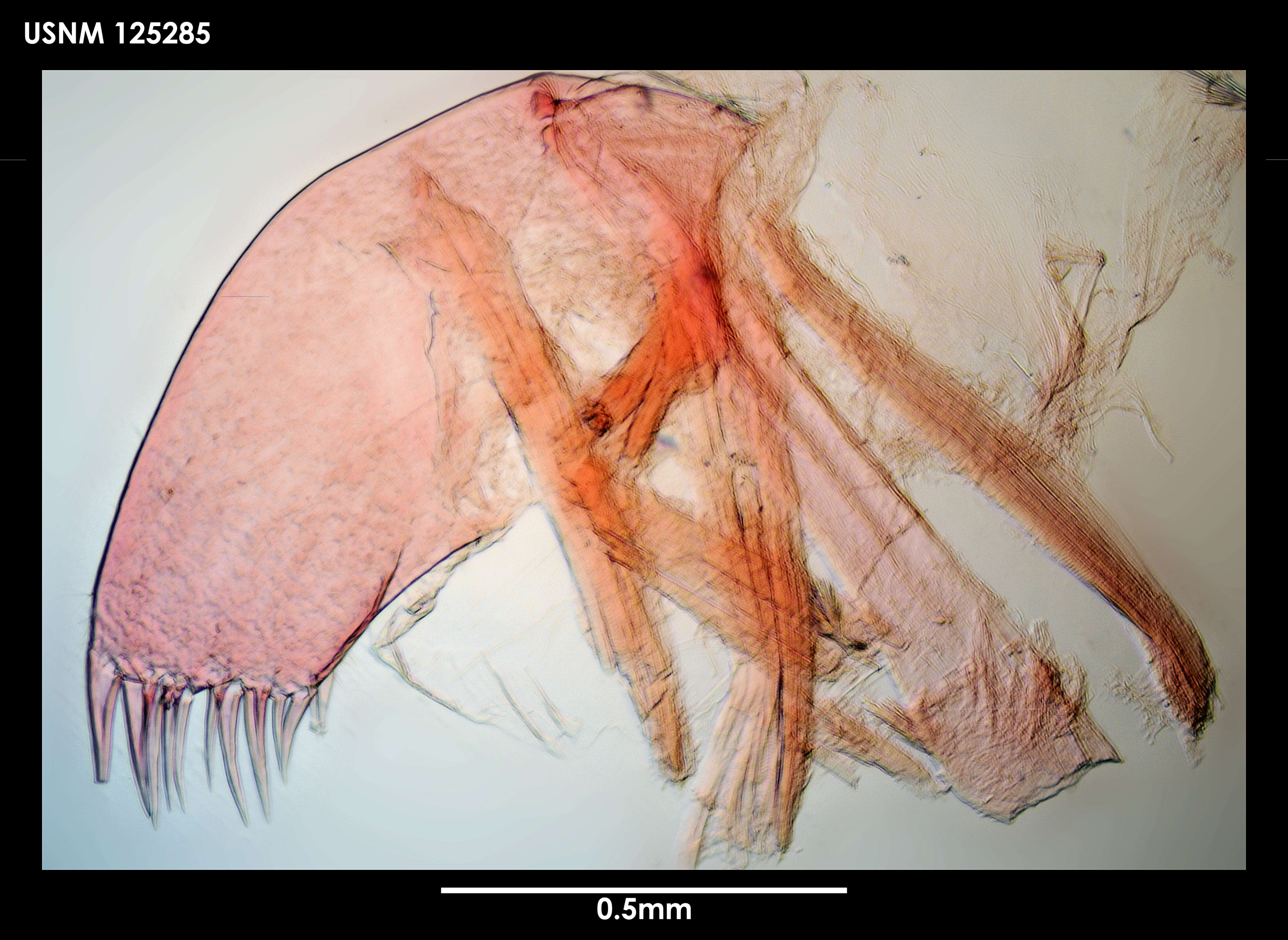 Image of Litoscalpellum walleni Newman & Ross 1971