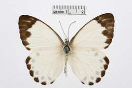 Image of Belenois theora (Doubleday 1846)