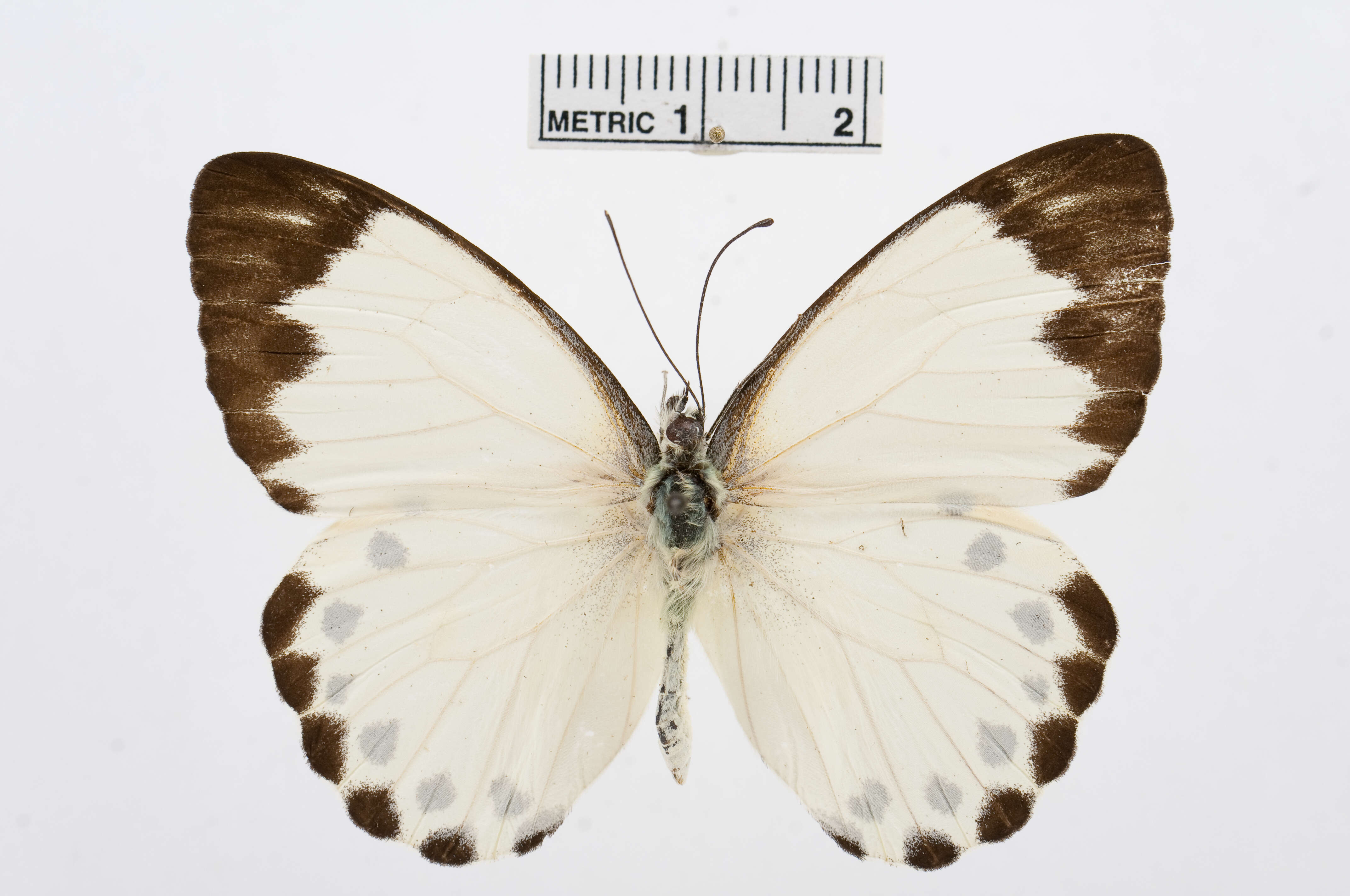 Image of Belenois theora (Doubleday 1846)